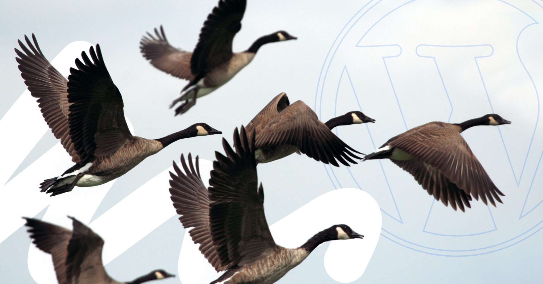 Animal, Bird, Goose